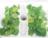 食品乾燥機で作るケールチップス作り方6写真