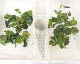 食品乾燥機で作るケールチップス作り方7写真