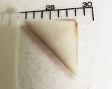 おつまみに最高☆納豆キムチの三角春巻き作り方10写真