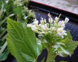 わさびの茎の麺つゆ漬け・花わさびでもOK作り方16写真