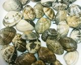 レンジで簡単！アサリのポン酢蒸し☆作り方1写真