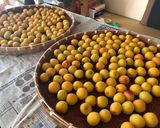 お婆ちゃんの梅干し作り方4写真