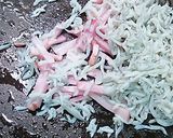 春キャベツしらすパスタ作り方1写真