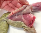 グリーンイグアナの竜田揚げ作り方1写真