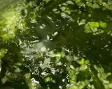 ワカメスープ作り方4写真