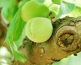 梅干し作り方17写真