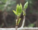 タラノメ等、木の芽とノビルの天ぷら作り方1写真