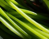 庭で摘んだうぶな蕗で簡単おひたし作り方1写真