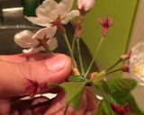 INBITEDESU『花』みち作り方23写真