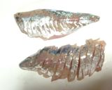 ピリ辛が美味♪アジと菜の花のおつまみ作り方3写真