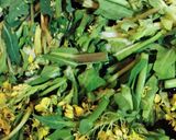 食パンで簡単♪菜の花のキッシュ(^o^)作り方2写真