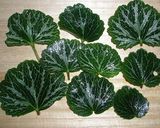 ユキノシタの天ぷら作り方1写真