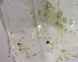 下ごしらえ~✩優しい味のふき煮｡:°ஐ♡作り方3写真