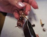 簡単美味しい☆正しいホタルイカの下処理！作り方7写真