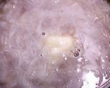 新玉オニオングラタン作り方3写真