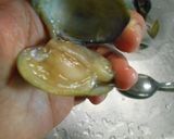 愛知の魚100選　アサリの串揚げ作り方5写真