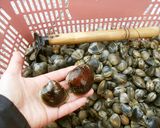 愛知の魚100選　アサリの串揚げ作り方1写真
