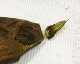 京都のおばんざい＊旬の筍と若芽の炊いたん作り方1写真
