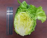 かんたん!キャベツ漬け作り方1写真