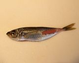 魚の南蛮漬け作り方3写真