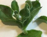 新野菜！シオーナと新玉ねぎポン酢和え作り方1写真