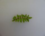 さわらの木の芽焼き作り方3写真