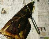 糠無し!!筍のゆで方　筍農家直伝です♡　作り方1写真