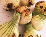 旬の新玉ねぎ丸ごと煮作り方1写真