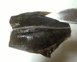 新鮮♪カレイのお刺身【さばき方】作り方3写真