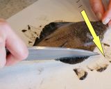 小メイタの唐揚げ（下処理の仕方から）作り方2写真
