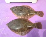 新鮮♪カレイのお刺身【さばき方】作り方11写真