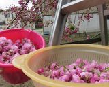我が家の八重桜（関山）の塩漬け♪作り方2写真