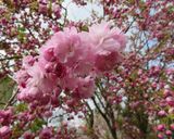 我が家の八重桜（関山）の塩漬け♪作り方1写真