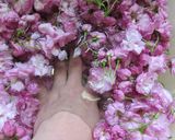 我が家の八重桜（関山）の塩漬け♪作り方3写真