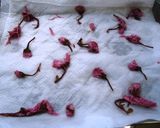 桜のフランスパン作り方5写真