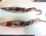 食品乾燥機で干しイカ作り、一夜干し作り方1写真