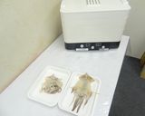 食品乾燥機で干しイカ作り、一夜干し作り方14写真