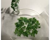 レンジで簡単ドライハーブ作り方1写真