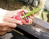 細竹？姫竹？根曲がり竹？の皮むき作り方2写真