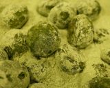 夏も近づく～抹茶のクッキー作り方8写真