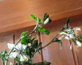 ツナとルッコラの花サラダ作り方4写真