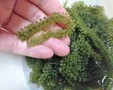 ぷちぷち食感【漬マグロの海ぶどうのせ】♪作り方4写真