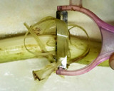 ウドとさつま揚げの甘辛炒め作り方1写真