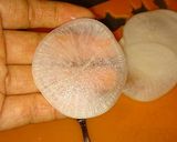 酢しょうがを使ってベジ餃子作り方9写真