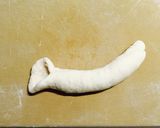 HB不使用！簡単ベーグル作り方7写真