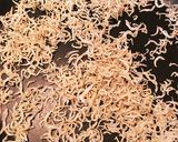 簡単おつまみ！あぶらあげのカリカリ焼き作り方3写真