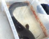 ナマズの天ぷら作り方1写真