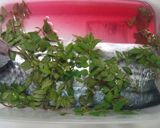 さわら（魚）のきずし　梅風味、木の芽和え作り方4写真