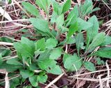 発見☆感激！自宅の野草で一品♪作り方1写真