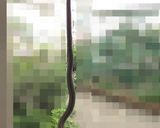 アオダイショウ（ヘビ）の塩焼き作り方2写真